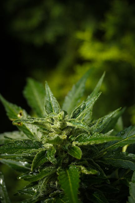 Prague Cannabis Guide