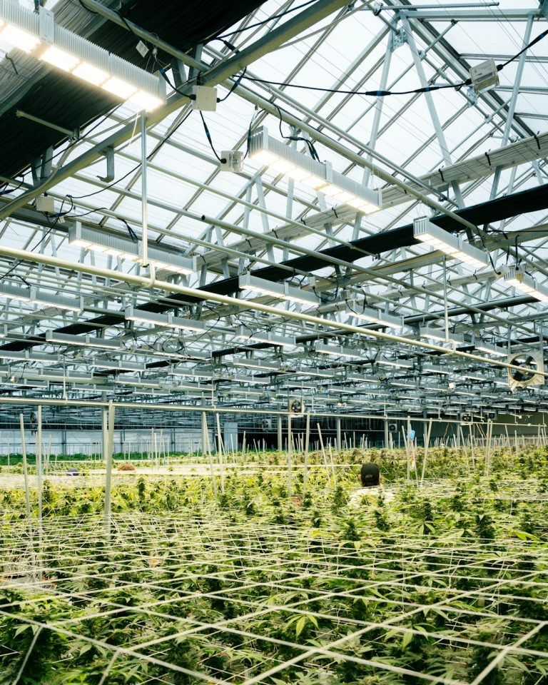 Welcome to the premier destination for THC joints and all things cannabis in Prague