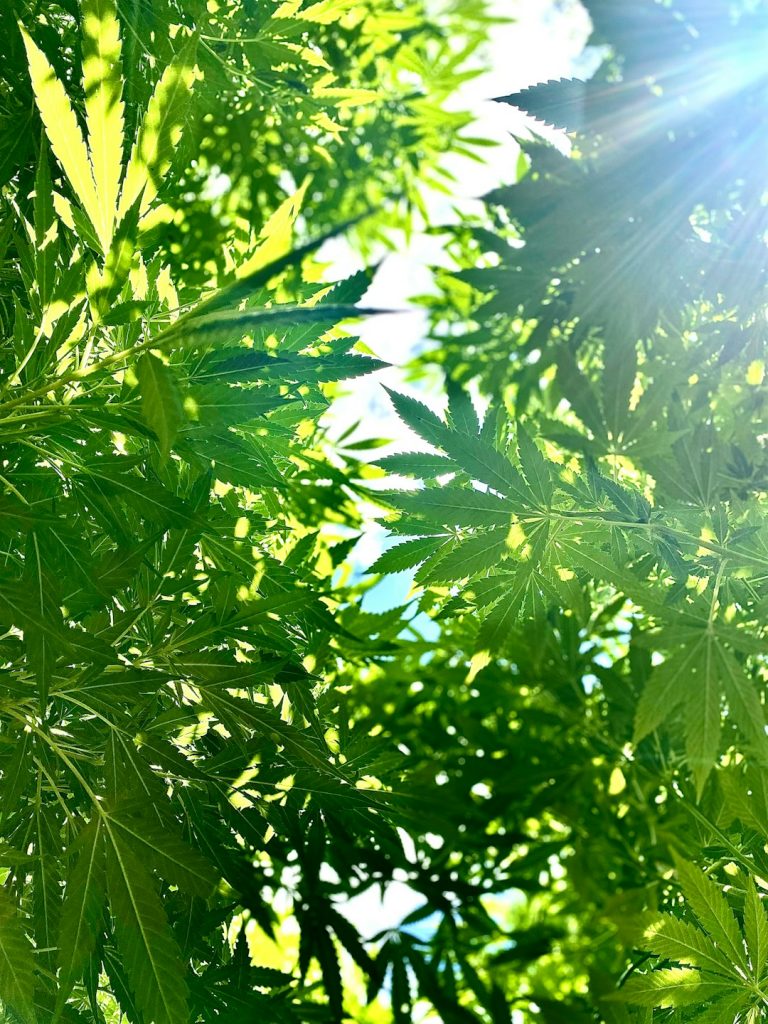 Same Day Cannabis Delivery Prague