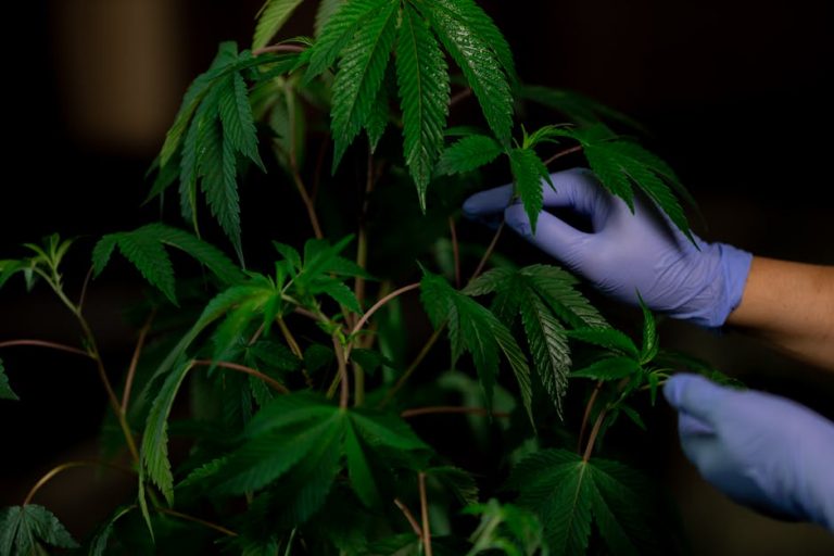 Prague’s evolving cannabis scene is no longer limited to dispensaries and street‑style vendors. A niche but growing segment has emerged: premium, THC‑infused chocolates.
