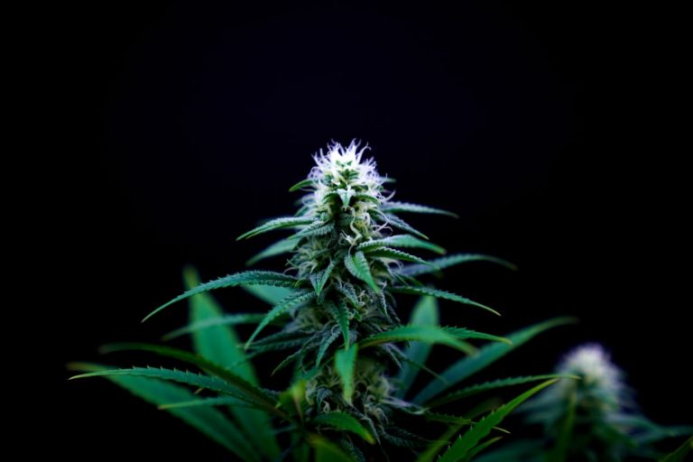 Prague Cannabis Catalog