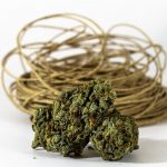 Prague’s vibrant cannabis scene has grown rapidly in recent years img-317.jpg