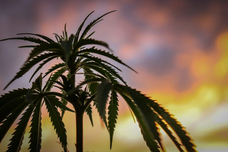 Prague Cannabis Guide
