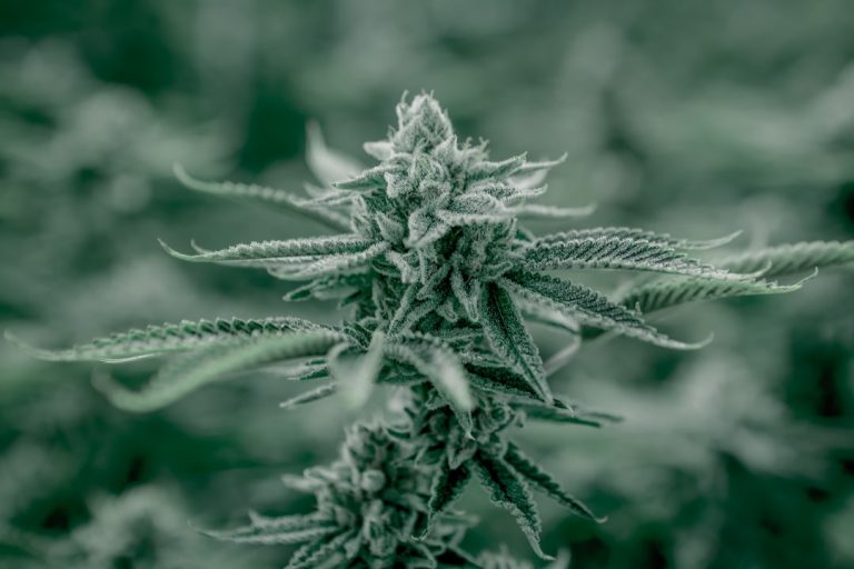 Prague is rapidly becoming a hub for marijuana tourism and a vibrant center of Prague cannabis culture
