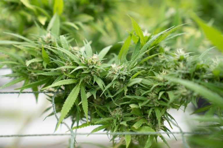 Prague Cannabis Delivery: Same-Day THC Edibles Online