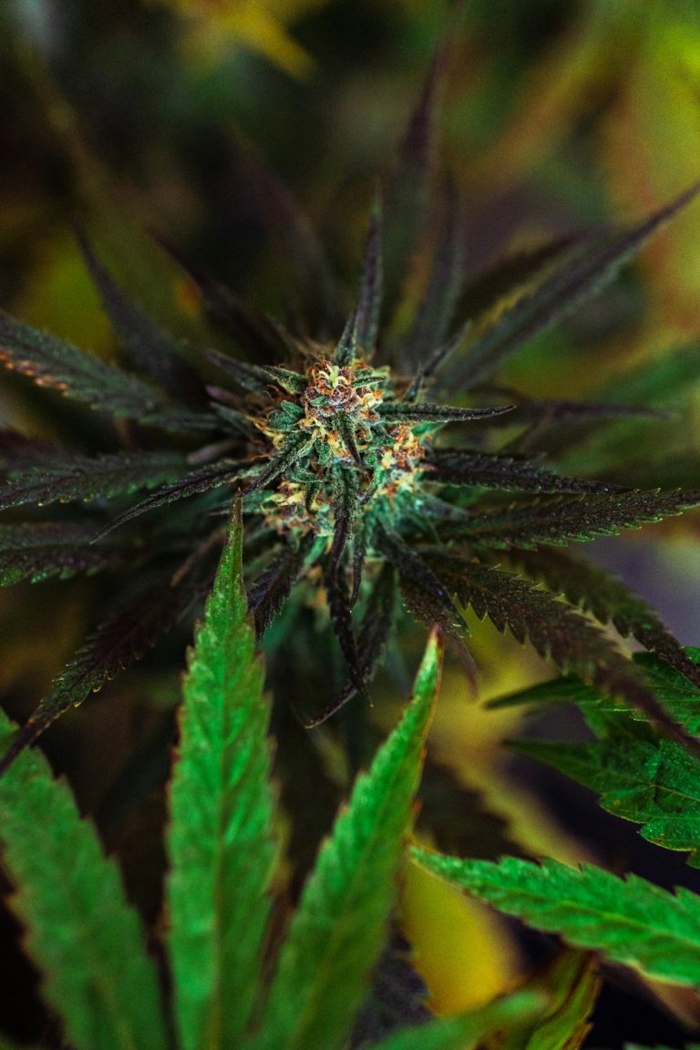 Prague’s evolving cannabis scene is now more accessible than ever