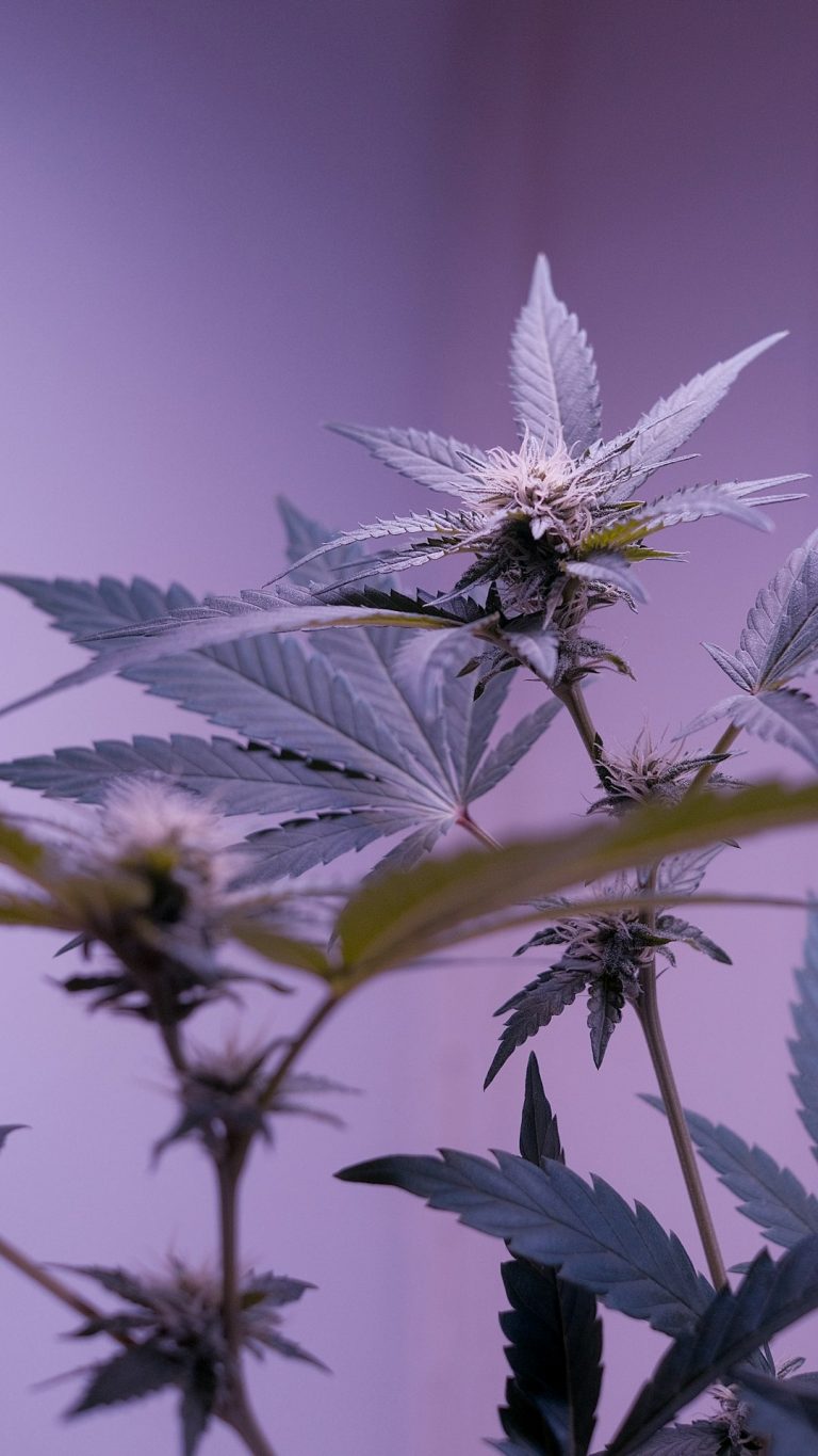 Prague is quickly becoming one of the most exciting destinations for cannabis lovers in Europe