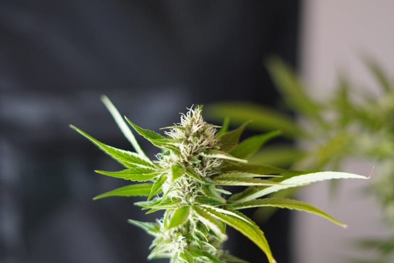 Prague Cannabis Shop: Premium THC Joints and Deals
