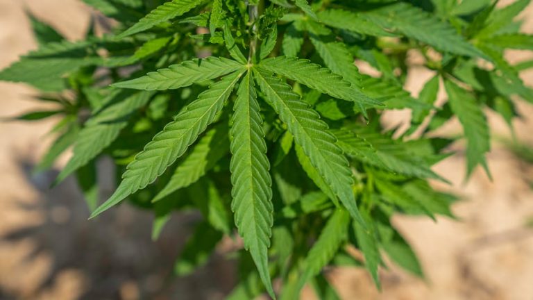 Cannabis‑Infused Treats in Prague