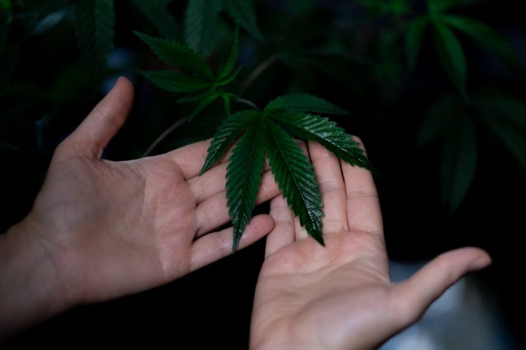 Prague Cannabis Tourism: Laws, Shops, and How to Buy