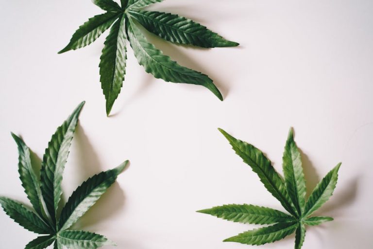 When it comes to buying cannabis, marijuana, hemp, THC, or weed in Prague, you need a supplier that is reliable, reputable, and high‑quality