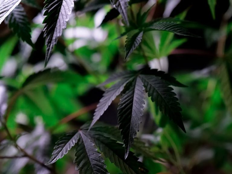 Prague is quickly becoming one of Europe’s most vibrant cannabis destinations