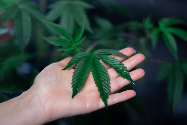 Hemp Shop Online Prague Premium Hemp CBD and Cannabis Products