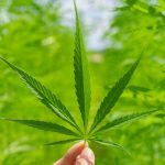 Prague is rapidly becoming one of Europe’s most vibrant cannabis destinations img-798.jpg