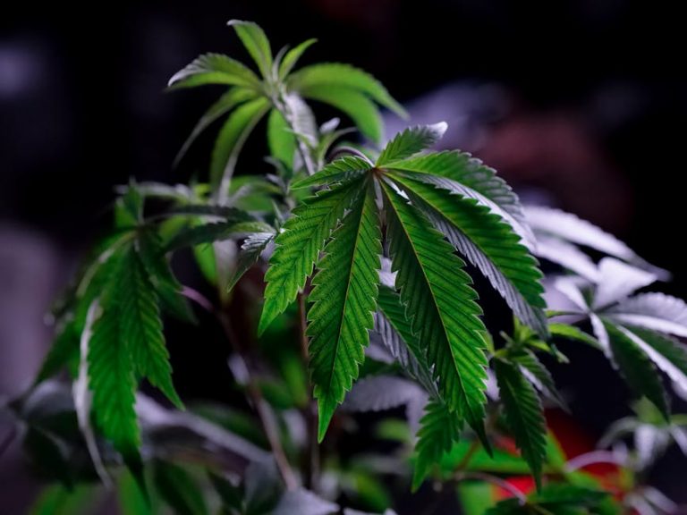 Welcome to the premier THC joint seller dispensary in Prague