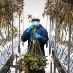 Prague The Ultimate Destination for Cannabis Tourism img-833.jpg