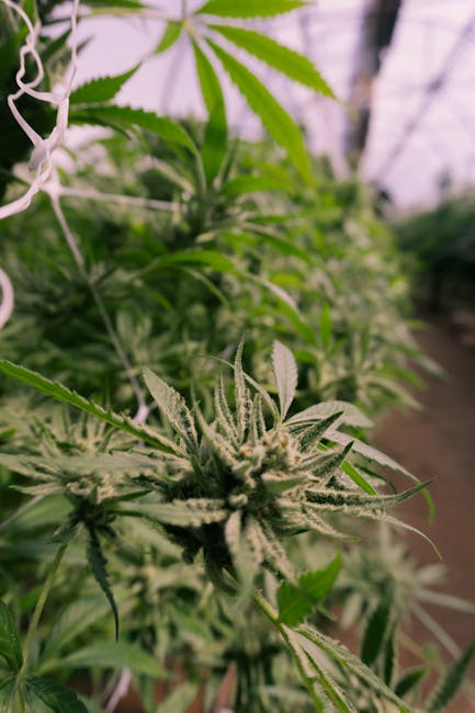 Welcome to the heart of Prague’s thriving cannabis scene, where quality, variety, and customer care converge in a single, sophisticated cannabis boutique Prague