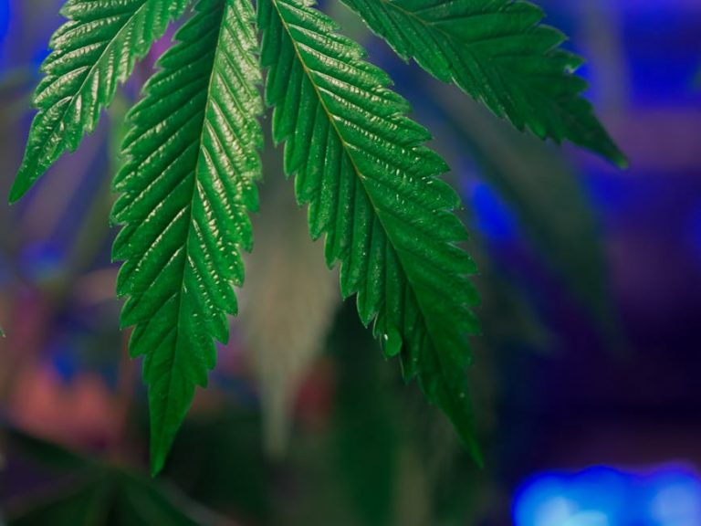 Premium Cannabis Delivery in Prague