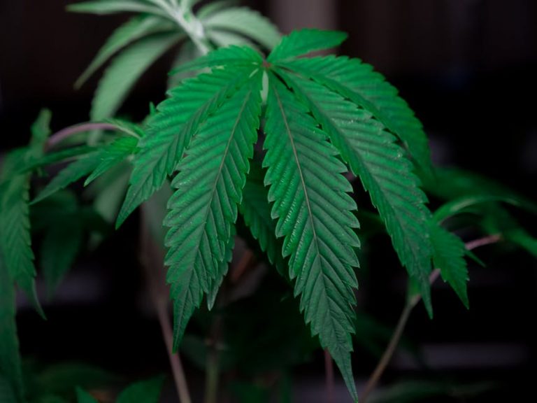 Welcome to Prague’s premier hemp and cannabis destination