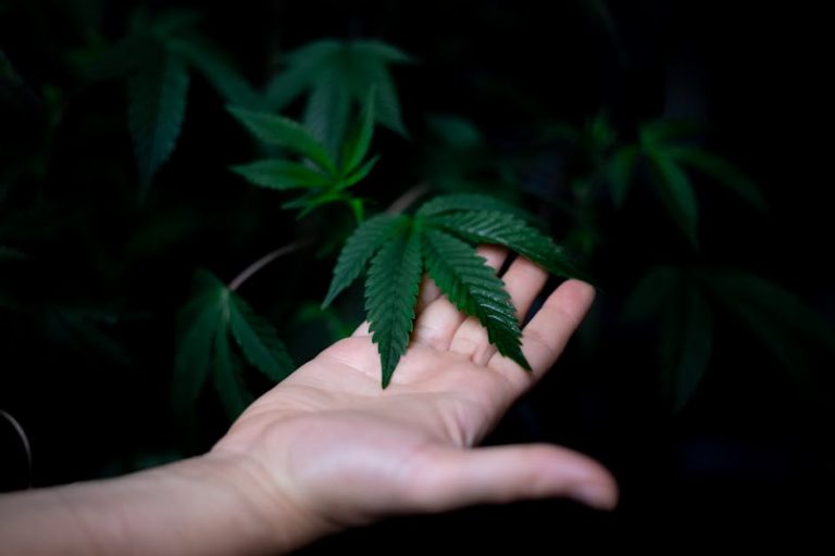 Hemp and Cannabis in Prague