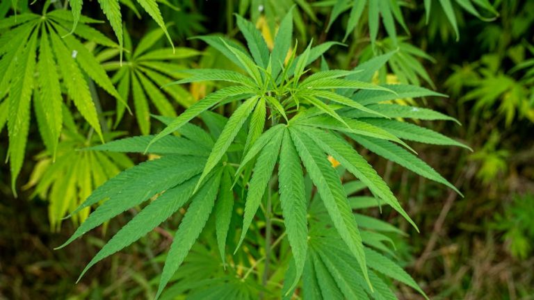 Prague weed online shop